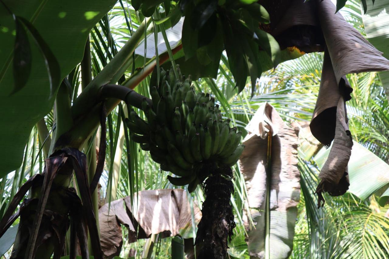 Paradise Eco Village Pahoa Luaran gambar