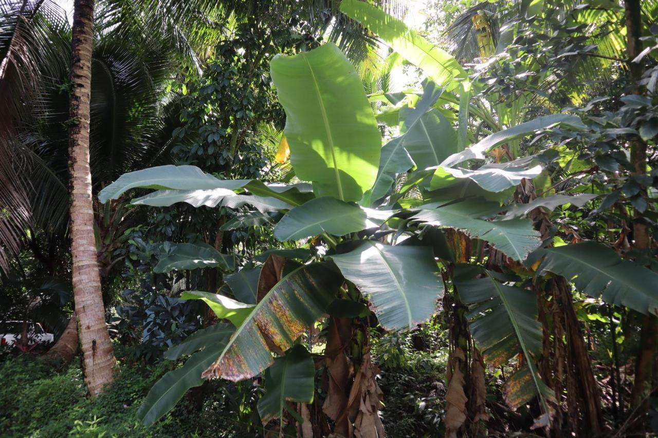 Paradise Eco Village Pahoa Luaran gambar