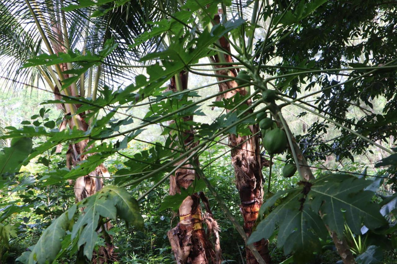 Paradise Eco Village Pahoa Luaran gambar