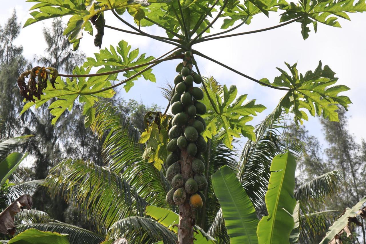 Paradise Eco Village Pahoa Luaran gambar